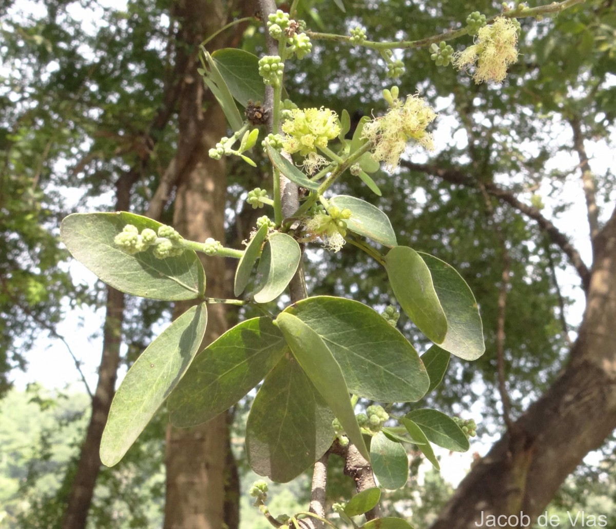 Pithecellobium dulce (Roxb.) Benth.